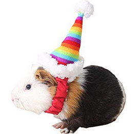 guinea-pig-hats