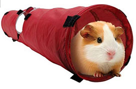 guinea-pig-play-tunnel