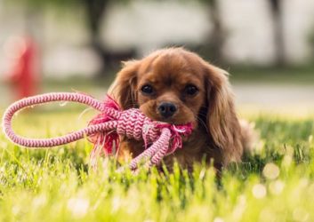 dog chewing rope sitting in grass