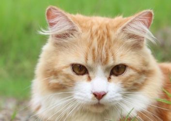 orange tabby cat sitting in the grass